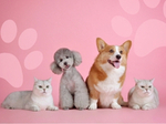 Pet Essentials